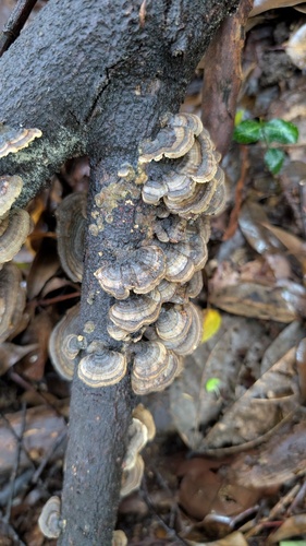 Trametes versicolor