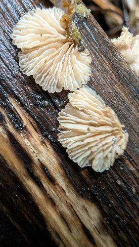 Schizophyllum commune