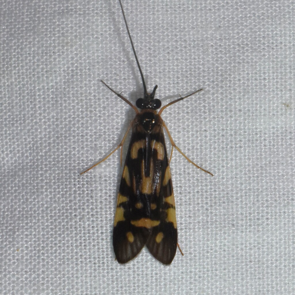 Macrostemum carolina