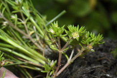 Crassula decumbens