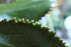 Macrolearia colensoi