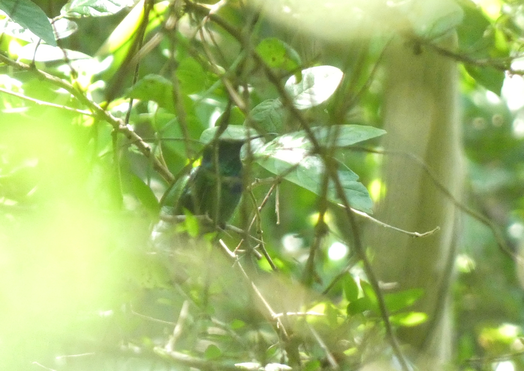 Mexican Violetear (Colibri thalassinus), photo 6