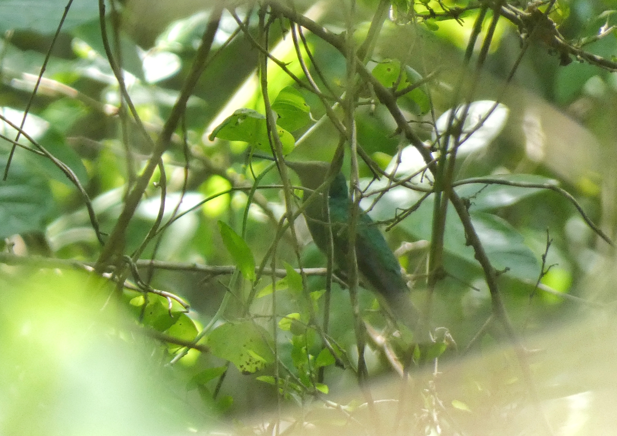 Mexican Violetear (Colibri thalassinus), photo 7