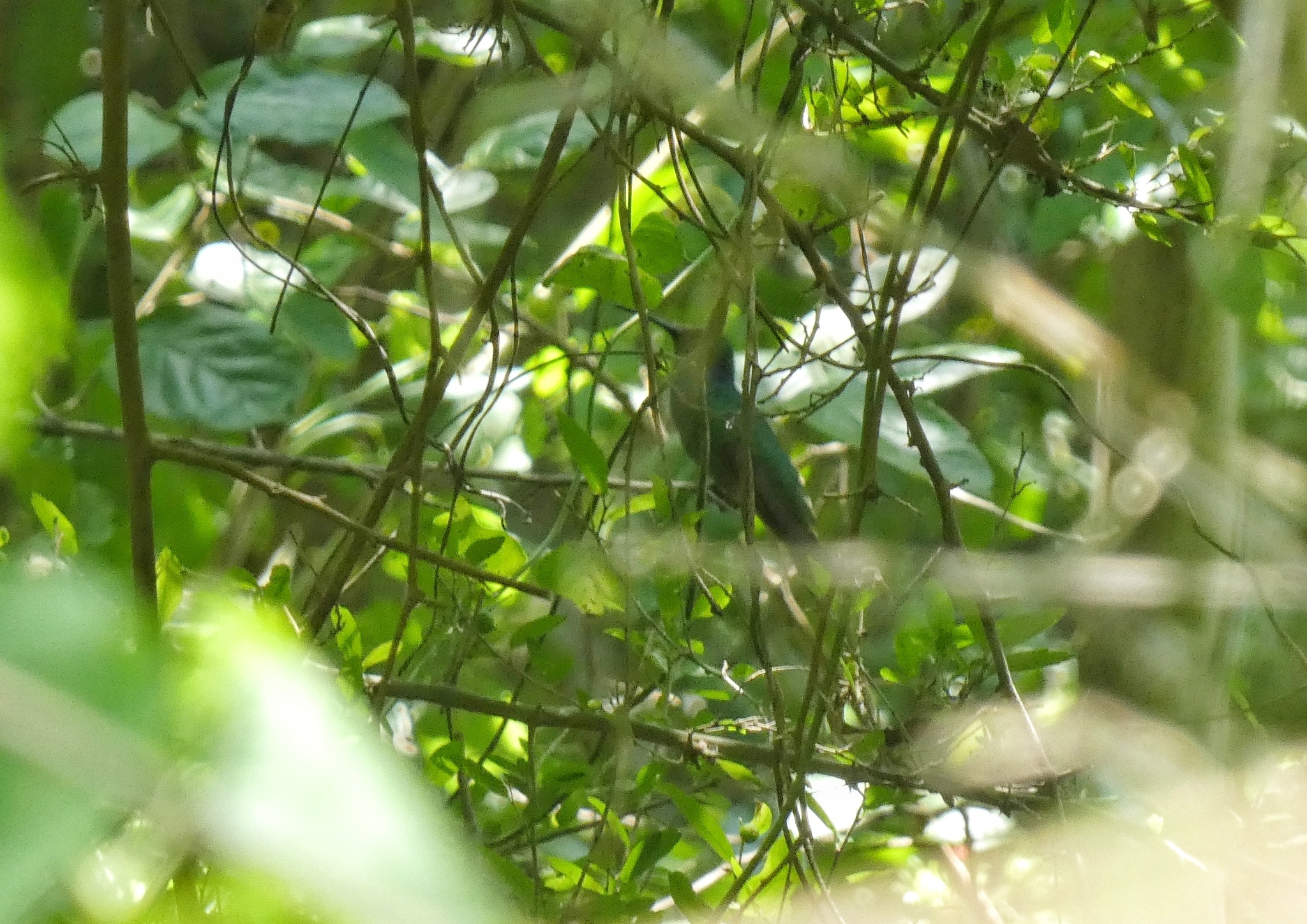 Mexican Violetear (Colibri thalassinus), photo 8