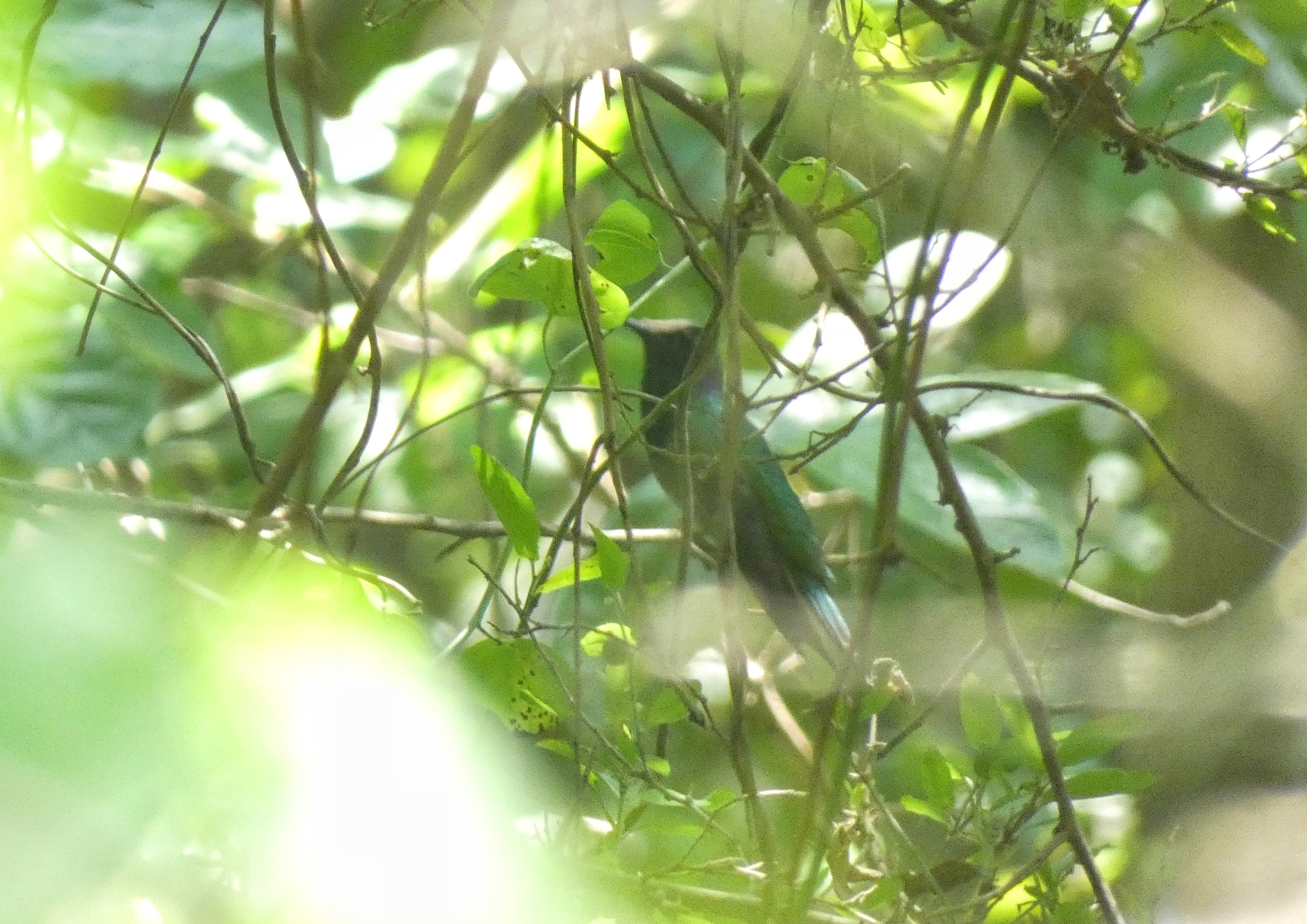 Mexican Violetear (Colibri thalassinus), photo 9