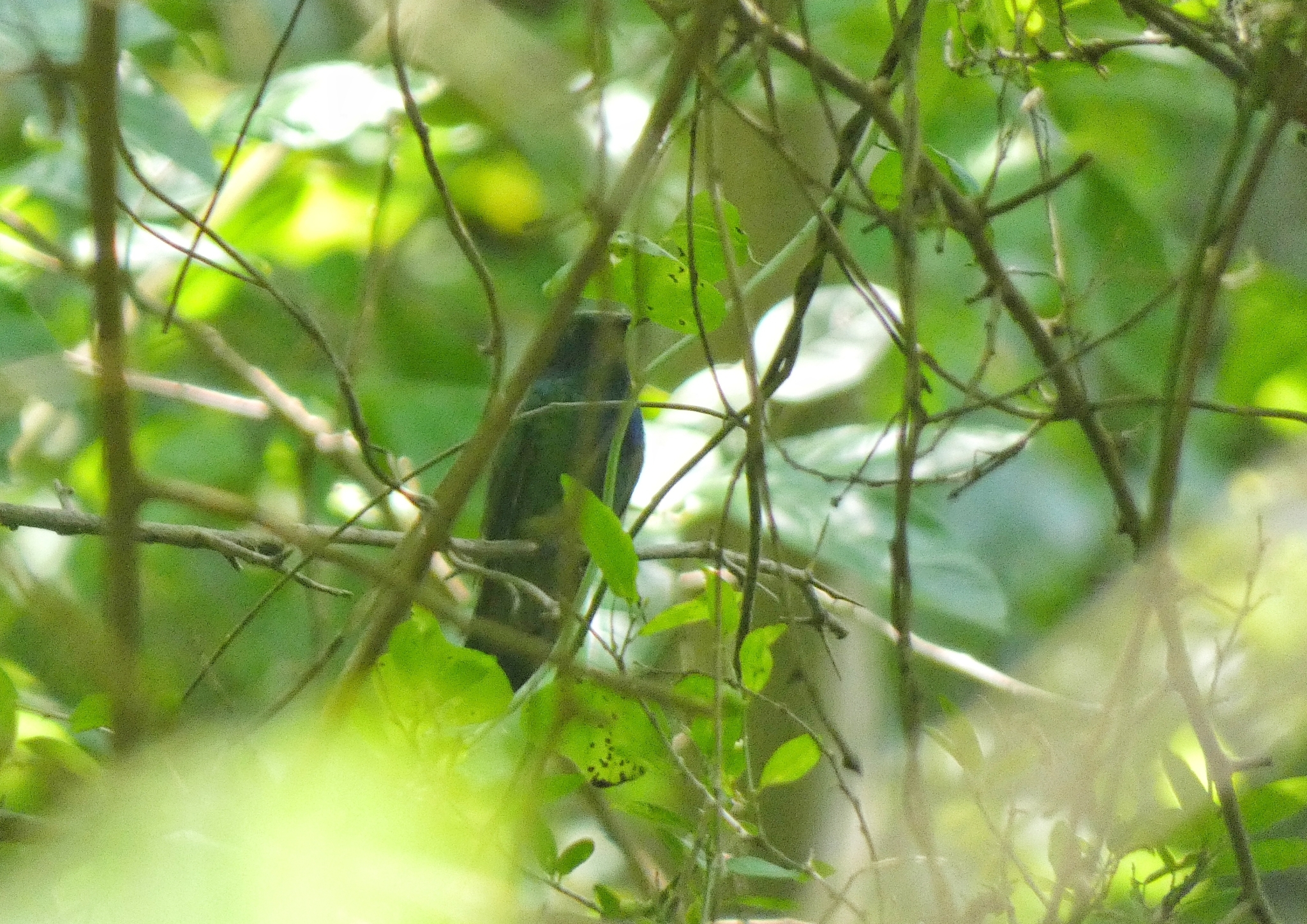 Mexican Violetear (Colibri thalassinus), photo 10