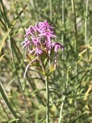 Centranthus angustifolius