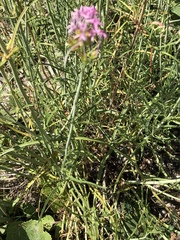 Centranthus angustifolius
