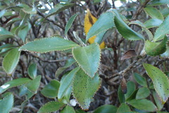 Macrolearia colensoi