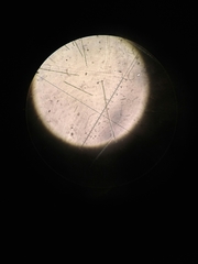 Planktothrix agardhii