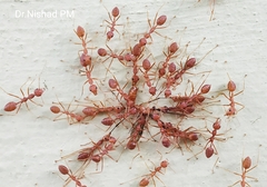 Oecophylla smaragdina