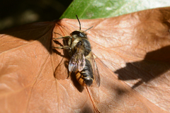 Megachile centuncularis
