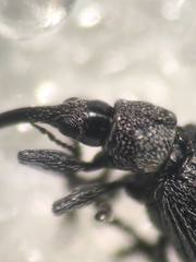 Protopirapion atratulum