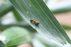 Camponotus variegatus