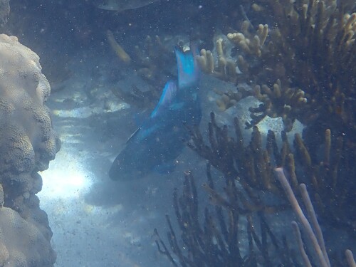 Queen Parrotfish