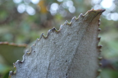 Macrolearia colensoi