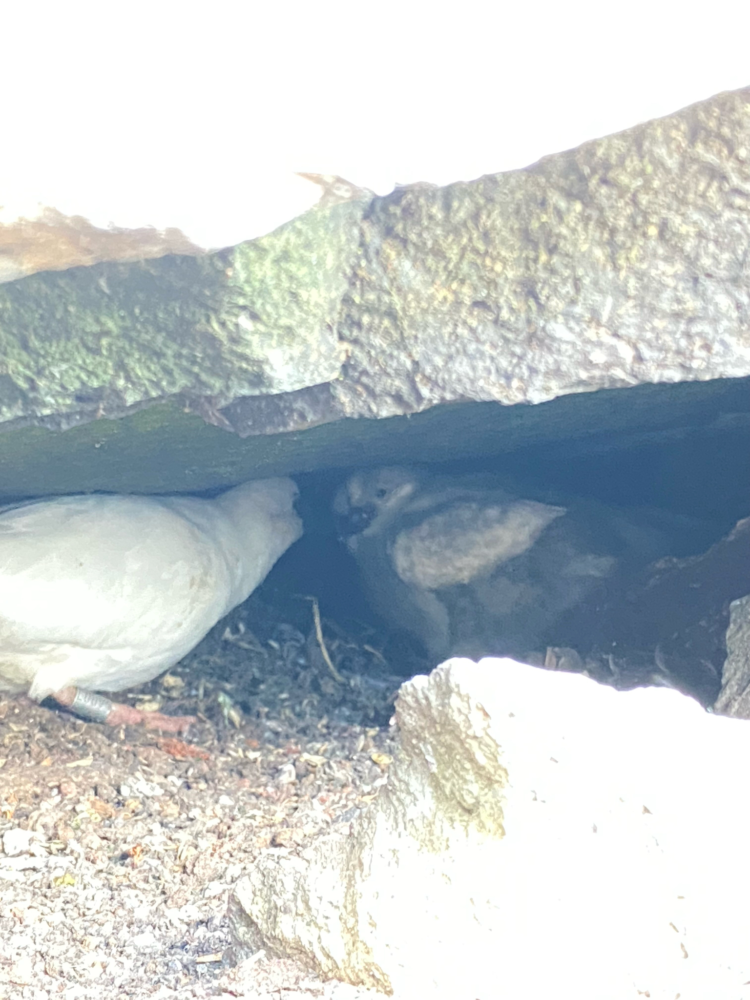 Black-faced Sheathbill (Chionis minor), photo 2