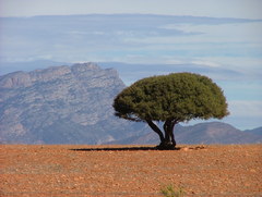 Bush guarri (Euclea)