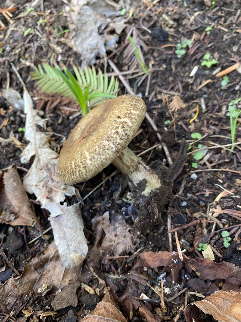 Paxillus cuprinus