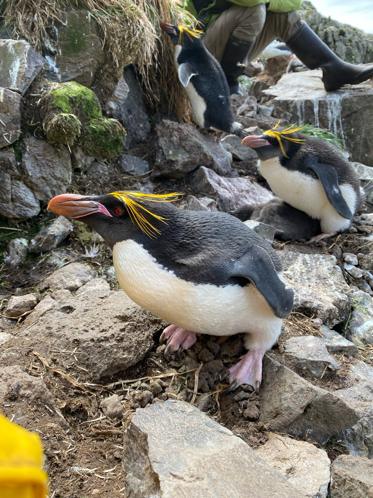 Macaroni Penguin illustration