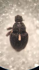 Rhinoncus leucostigma