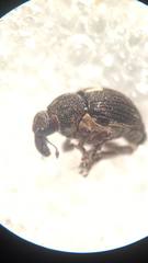 Rhinoncus leucostigma