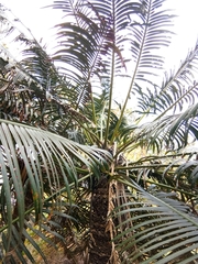 Cycas edentata