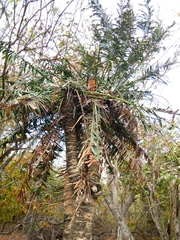 Cycas edentata