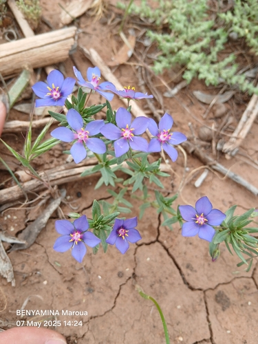 Flax-leaved Blue Pimpernel