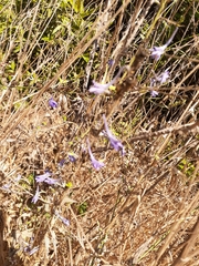 Delphinium peregrinum