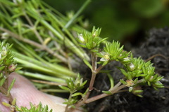 Crassula decumbens