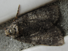 Acronicta rumicis