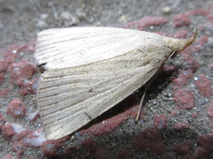 Stenhypena nigripuncta