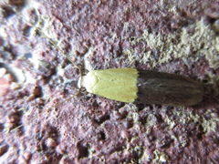 Opogona nipponica