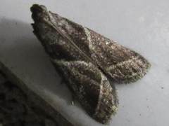 Nyctegretis triangulella