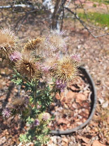 Cirsium rhaphilepis, photograph 5