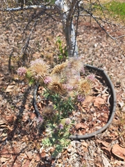 Cirsium rhaphilepis, photograph (c) Ricardo Betancourt Sánchez, some rights reserved (CC BY)