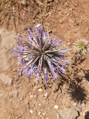 Echinops adenocaulos