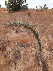 Echium glomeratum