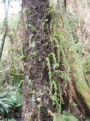 Tmesipteris horomaka