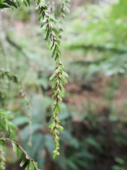 Tmesipteris horomaka