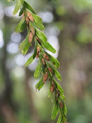 Tmesipteris horomaka
