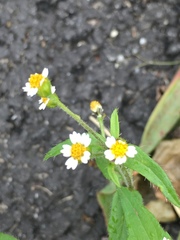 Galinsoga quadriradiata