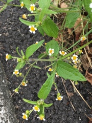 Galinsoga quadriradiata
