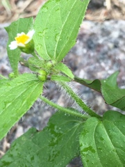 Galinsoga quadriradiata