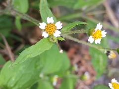 Galinsoga quadriradiata