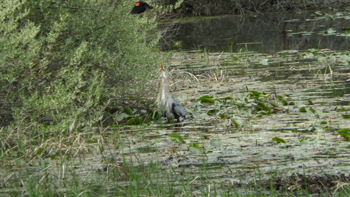 Great Blue Heron photographed in Michigan