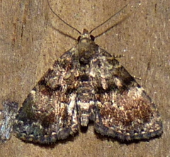 Metalectra richardsi