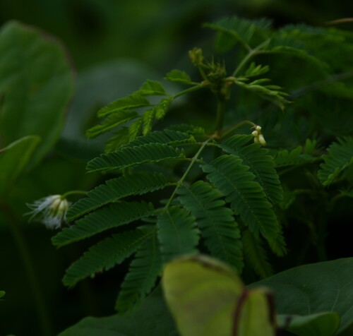 Desmanthus pernambucanus iNat (1)