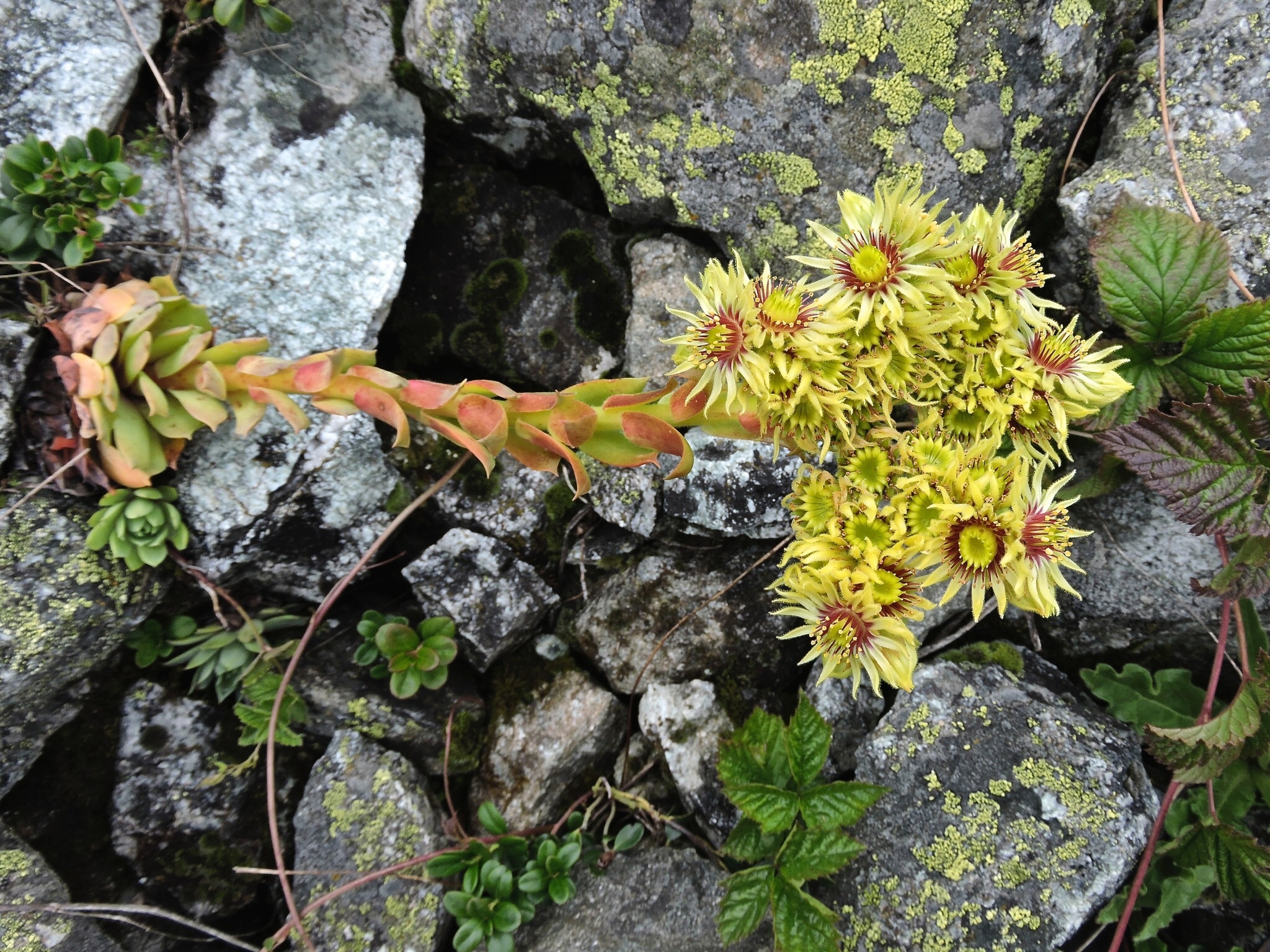 Sempervivum juvanii Strgar 3